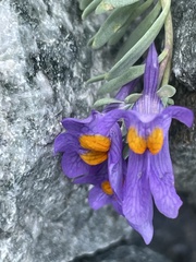 Linaria alpina
