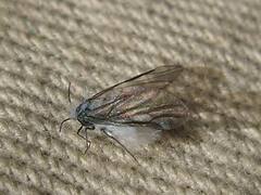 Prociphilus tessellatus