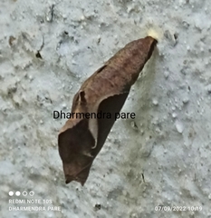 Byblia