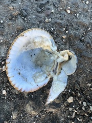 Clinocardium nuttallii