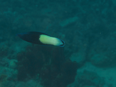 Labroides bicolor