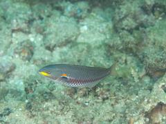 Stethojulis bandanensis