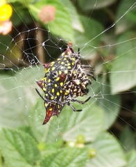 Gasteracantha