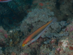 Stethojulis interrupta
