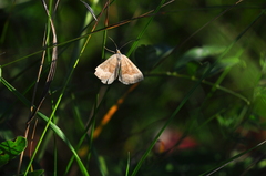 Scotopteryx chenopodiata