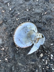 Clinocardium nuttallii