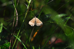 Scotopteryx chenopodiata