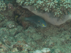 Stethojulis bandanensis