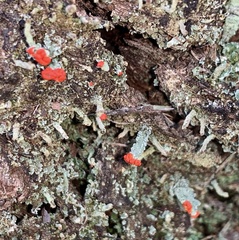 Cladonia floerkeana