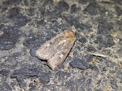 Xestia xanthographa