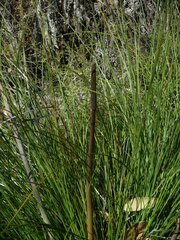Xanthorrhoea minor lutea