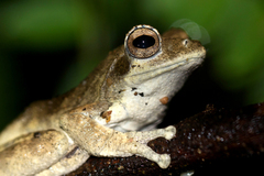 Chiromantis xerampelina