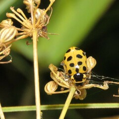 Hippodamia tredecimpunctata