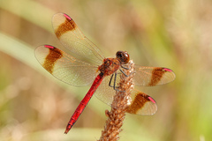 Sympetrum pedemontanum