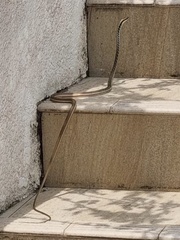 Dendrelaphis pictus