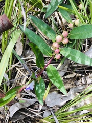 Eremophila debilis