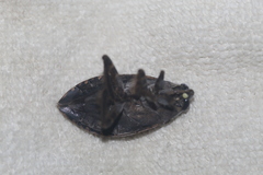 Belostoma subspinosum