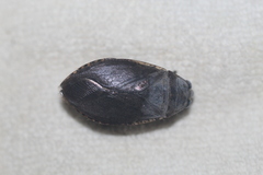 Belostoma subspinosum