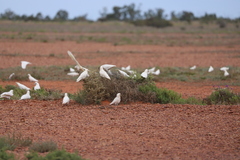 Cacatua sanguinea