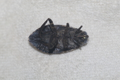 Belostoma subspinosum