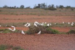 Cacatua sanguinea