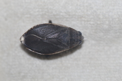 Belostoma subspinosum