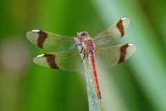Sympetrum pedemontanum