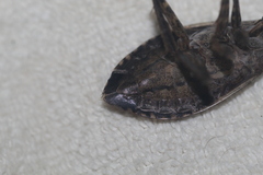 Belostoma subspinosum