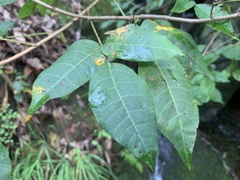 Toxicodendron radicans