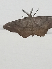 Hypagyrtis