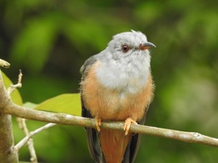 Cacomantis merulinus