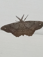 Hypagyrtis