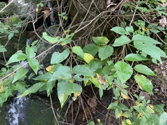 Toxicodendron radicans