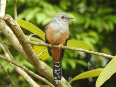 Cacomantis merulinus