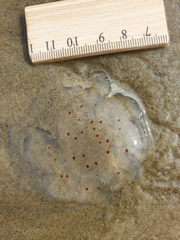 Desmonema gaudichaudi
