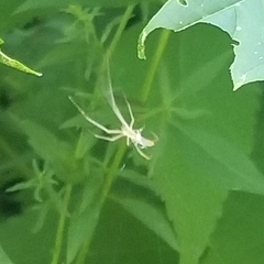 Tetragnatha laboriosa