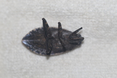 Belostoma subspinosum