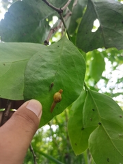 Helicarionidae