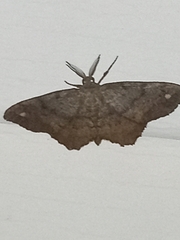 Hypagyrtis