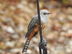 Cacomantis merulinus