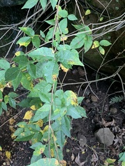 Toxicodendron radicans