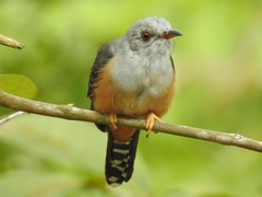 Cacomantis merulinus