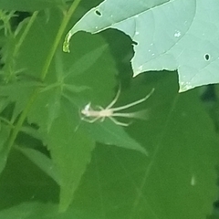 Tetragnatha laboriosa