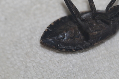 Belostoma subspinosum