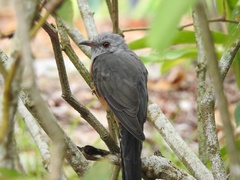 Cacomantis merulinus