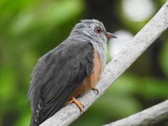 Cacomantis merulinus