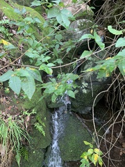 Toxicodendron radicans