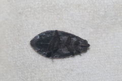 Belostoma subspinosum