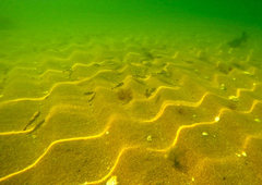Tetractenos glaber