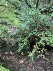 Toxicodendron radicans